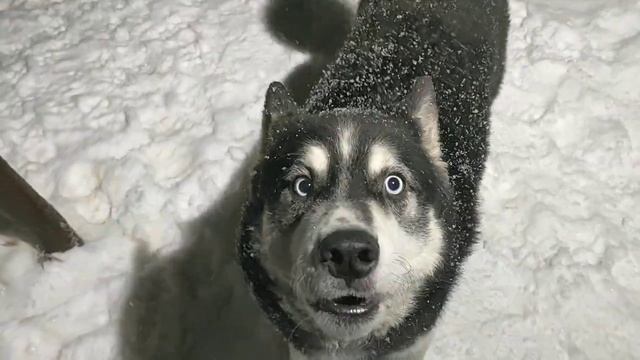 Хаски разговаривает смотреть онлайн