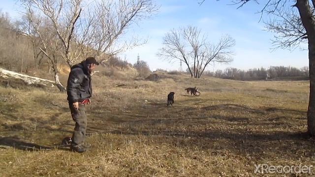 НЕОБЫЧНАЯ ИГРУШКА для СОБАК. ЛАБРАДОР и ДВЕ НЕМЕЦКИЕ ОВЧАРКИ. смотреть онлайн