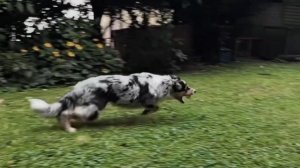 О породе Аусси?