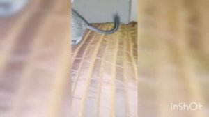 Чилійські білка породи «Дегу»