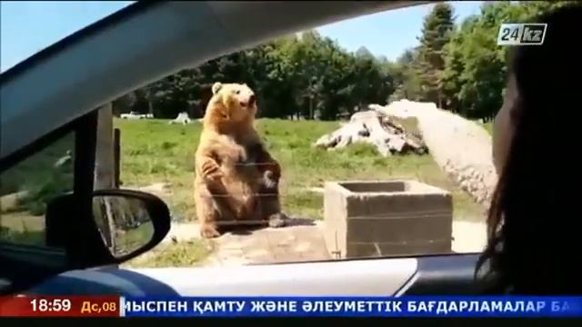 Медведь кадьяк стал звездой интернета смотреть онлайн
