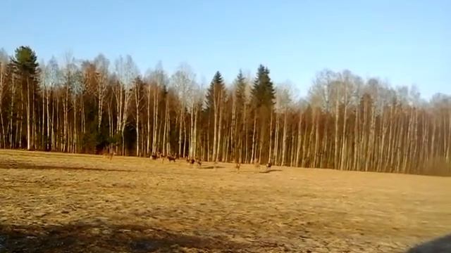 Ехал на рыбалку и увидел кучку оленей и маралов смотреть онлайн