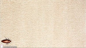 Шуршащий таракан. Видео игра для кошек