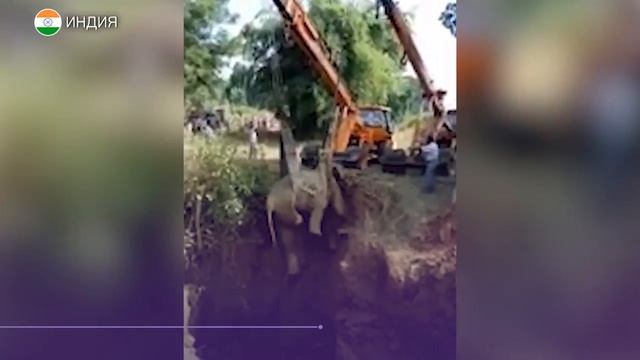 В индийской провинции Чандигарх общими силами спасли слона смотреть онлайн