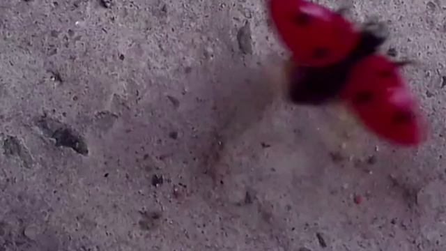 Взлёт Божьей коровки смотреть онлайн