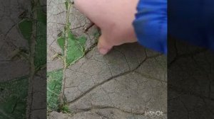 Лист из цемента. Декор для дома, сада.