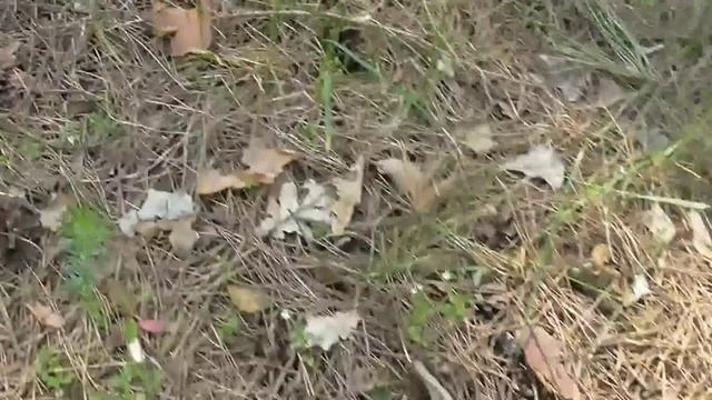 Чигирин лес природа весна красота Черкащина Украина смотреть онлайн