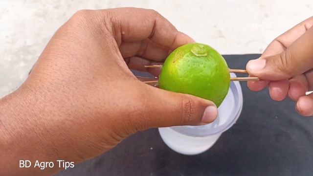 Best Way To Grow Lemons From Lemons Fruit | The Easiest Procedure In The World |