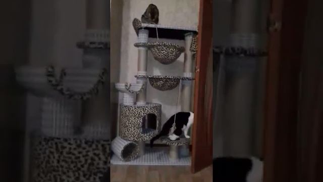 Когтеточки, домики, игровые комплексы для всех видов кошек. Официальный производитель ЛяМур смотреть онлайн