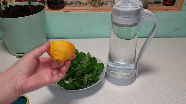 Свежая мята круглый год/полезный напиток с мятой и лимоном/огород на подоконнике смотреть онлайн