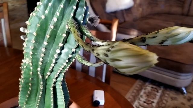 Кактус ЭХИНОПСИС . Вот! Вот! Зацветет. Ждем! НЕ МОГУ! смотреть онлайн