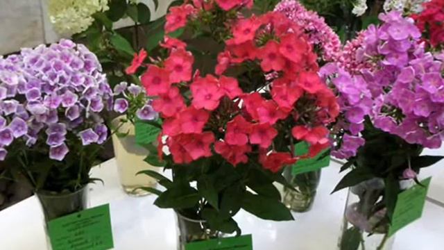Выставка флоксов 2-5.08.2010 г. на ВДНХ, www.sectionphloxes.ru смотреть онлайн