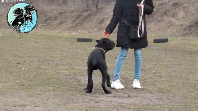 Щенки Кане Корсо Аю-Даг и Апи на прогулке. 22 марта 2021г. смотреть онлайн