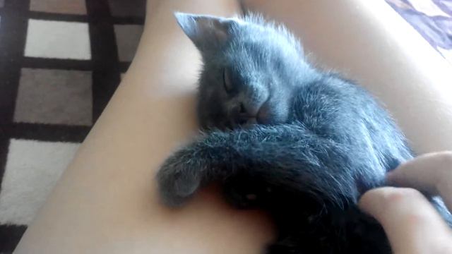 Котенок кайфует во сне, русская голубая порода смотреть онлайн