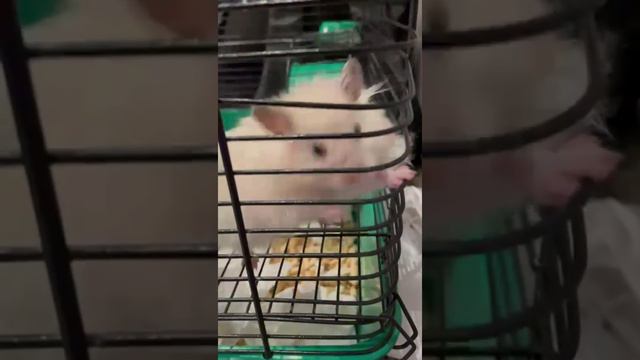 Игра для детей "УГАДАЙКА" смотреть онлайн