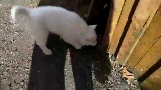 Щенок Сибирской хаски с белым окрасом смотреть онлайн