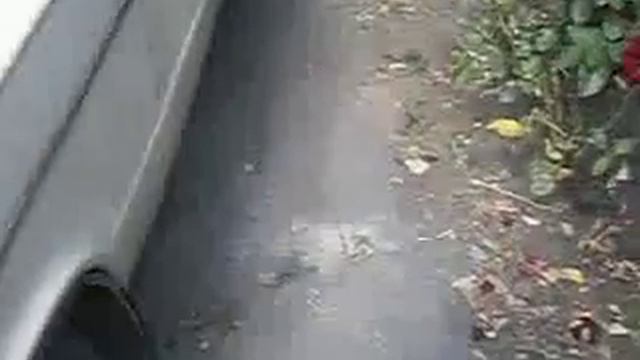 Преследование мини пантеры смотреть онлайн