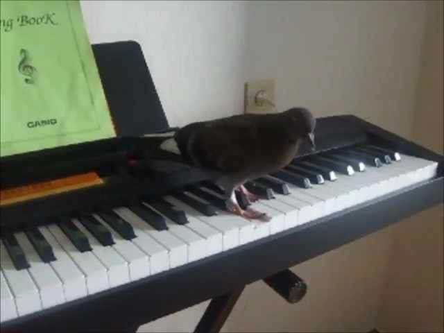 "Taielle and the Music of Dove" Голубь играет на синтезаторе и поёт ️ смотреть онлайн