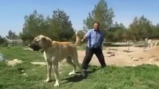 Biggest Dog in the World 90 cm (Turkish Kangal) смотреть онлайн