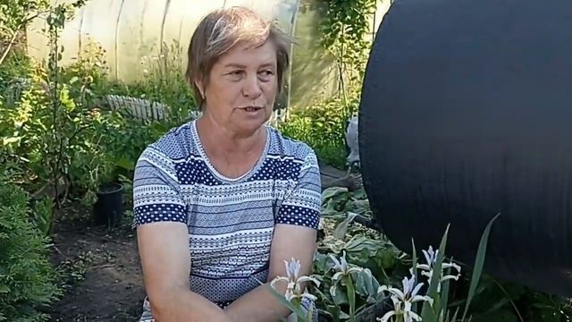 Ирис "Спуриа" смотреть онлайн