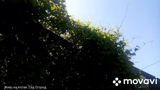 Как цветёт лимонник Китайский. Лиана весной. смотреть онлайн