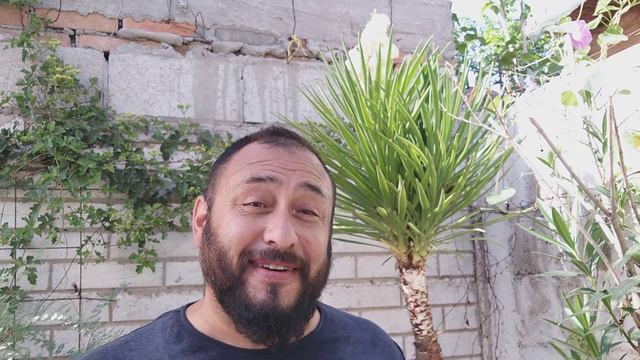 YUCA, YUCCA AILOFOLIA смотреть онлайн