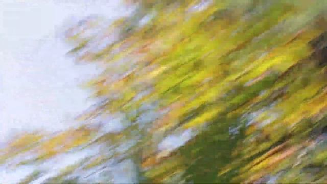 Цикады сосны пальмы юг. Кусочек территории пансионата Айтар. Абхазия страна души. смотреть онлайн