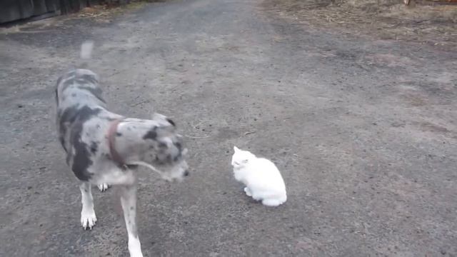 Самый Cпокойный КОТЭ ( Часть 1) смотреть онлайн