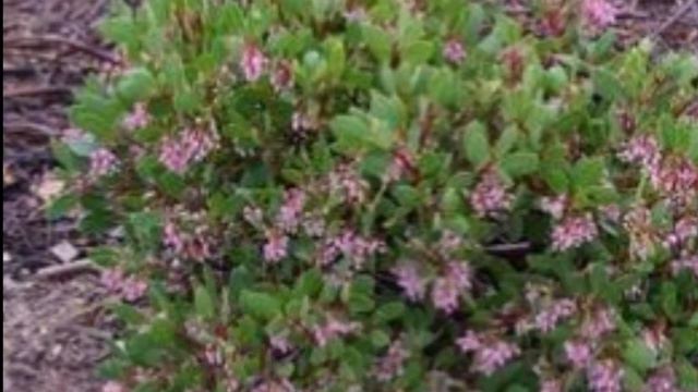 How to Grow Arctostaphylos Manzanita | Manzanita Plant Care смотреть онлайн
