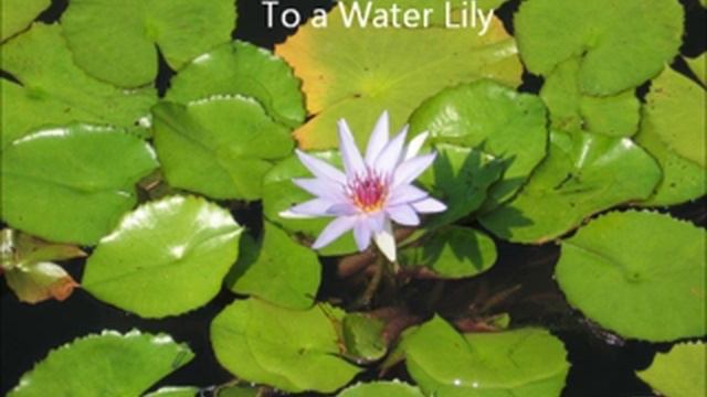 Edward MacDowell: To a Water Lily смотреть онлайн