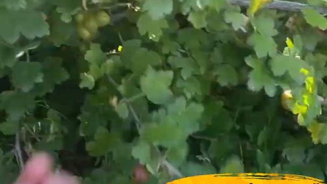 Крыжовник Уральский изумруд ? смотреть онлайн