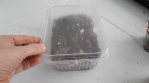 Размножение суккулентов черенками. Что , когда, зачем, почему.