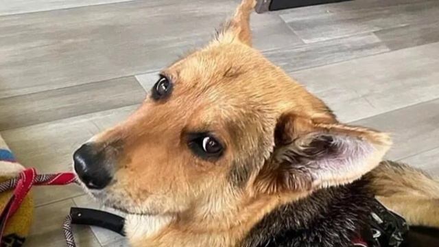 Брошенная бедная собачка бродила по улицам с игрушкой в зубах. Это трогает до глубины души! смотреть онлайн