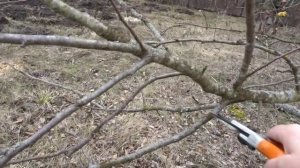 КАК ОМОЛАЖИВАТЬ РАЗГРУЗКОЙ СТАРЫЕ ПЕРЕГРУЖЕННЫЕ ДЕРЕВЬЯ.