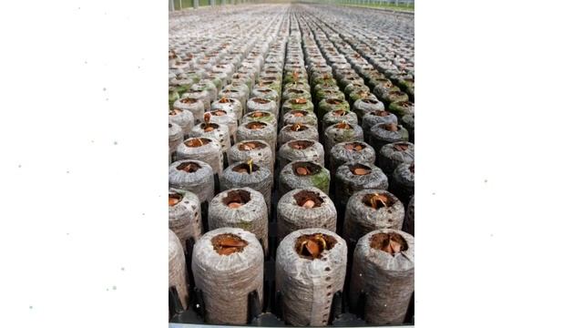 Таблетка для древесных культур в сетке Jiffy-7 Forestry, 42мм (после набухания) обзор Jiffy-3 смотреть онлайн