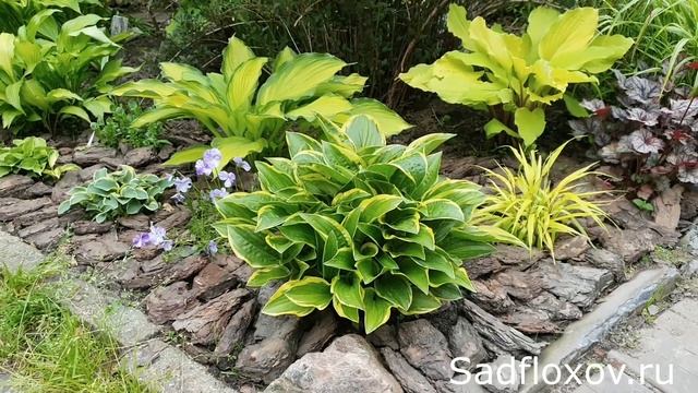 Хоста Бедфорд Райз Энд Шайн (Bedford Rise And Shine) смотреть онлайн