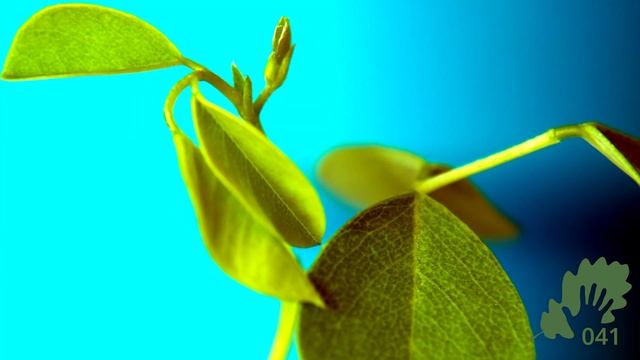 Dalbergia latifolia (Indian rosewood): 365 days time-lapse - from seed to bonsai смотреть онлайн