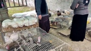 Рынок Курчалой. Базар. Чечня. Барахолка / Скотный и птичий рынок / Авторынок