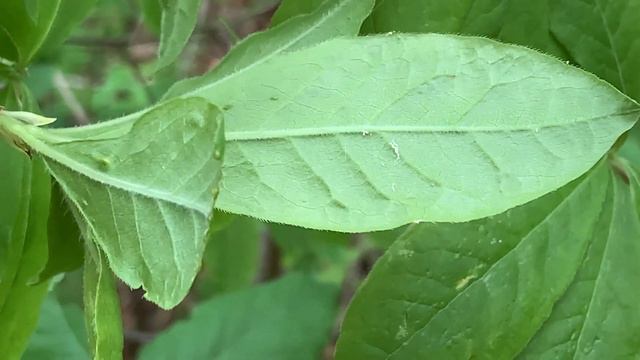 Tree ID Clip: flame azalea смотреть онлайн
