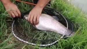 Серия 137. Спиннинг. Платник. Ловля форели. Рыбалка с Нормундом Грабовскисом - 2018.