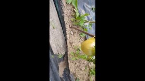 Сорт томата "Бычье сердце компакт" = ТОМАТНЫЙ КАЛЕЙДОСКОП сезон 2021