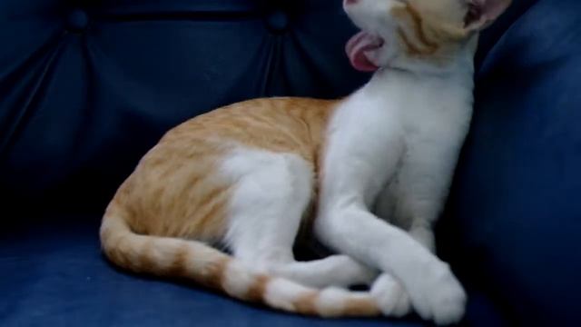 SaMSuNg Nx10 Test video смотреть онлайн