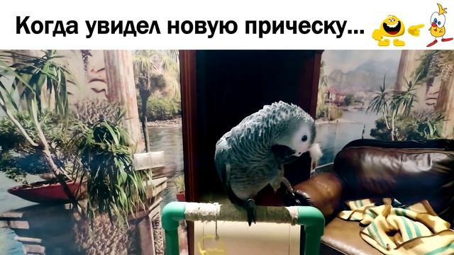 КОГДА УВИДЕЛ СВОЮ НОВУЮ ПРИЧЕСКУ?/funny animal videos#Shorts смотреть онлайн