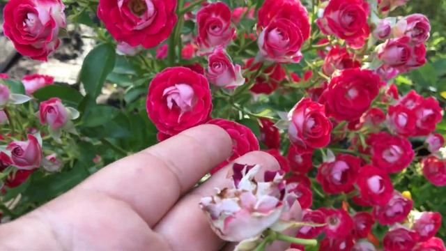 Роза Schöne Koblenzerin цветет!!!