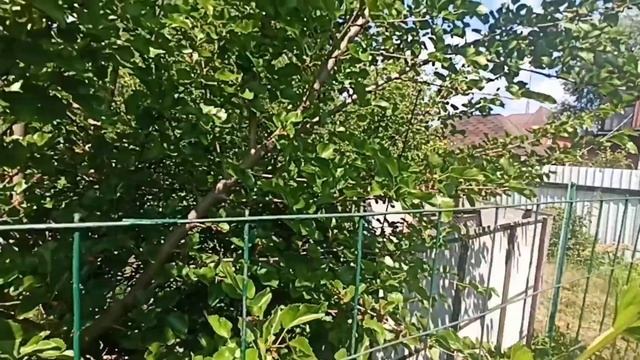 Шелковица или тутовое дерево в Подмосковье. Стоит ли сажать и ждать урожая.