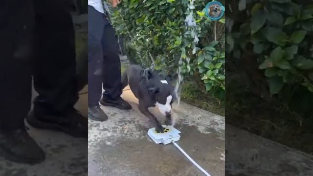 Смешные животные #149.mp4 смотреть онлайн