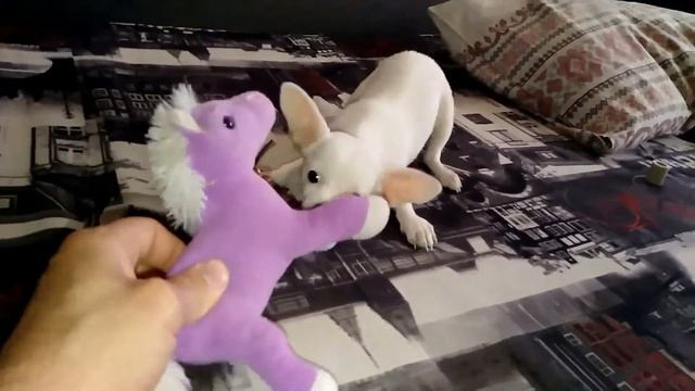 История одной лошадки смотреть онлайн