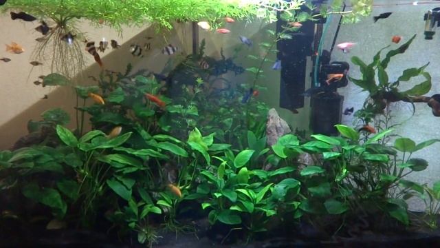 Анубиас (anubias) аквариумное растение. смотреть онлайн