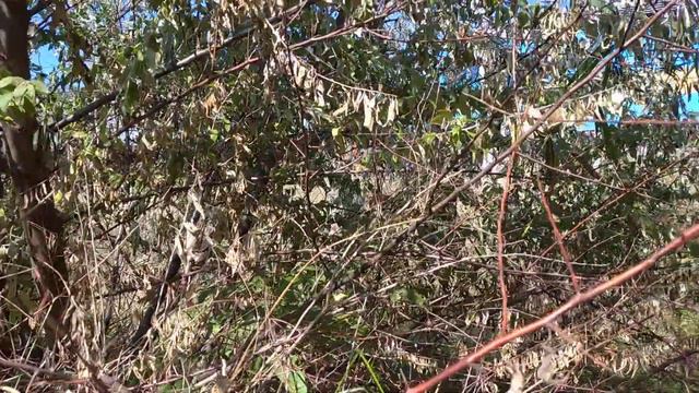 Поиск металла на жд . Сегодня без трофея . смотреть онлайн