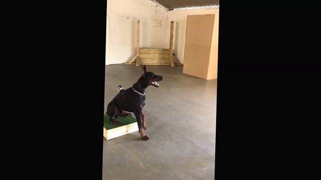 Object Guard training with Doberman 14 months old смотреть онлайн